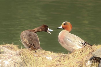 ヒドリガモ 旧芝離宮恩賜庭園 2020年2月18日(火)