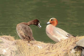 Eurasian Wigeon 旧芝離宮恩賜庭園 Tue, 2/18/2020