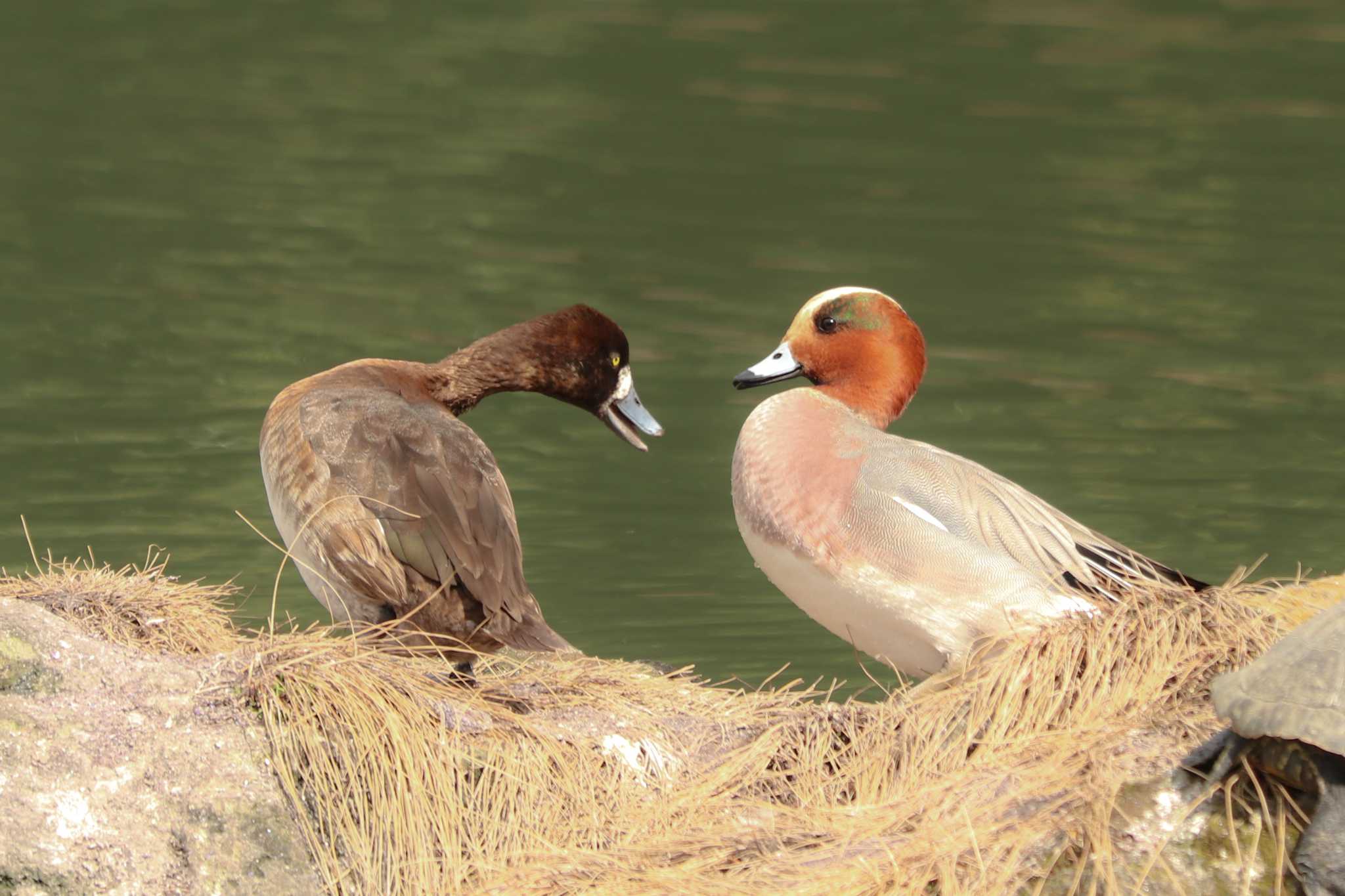 Eurasian Wigeon