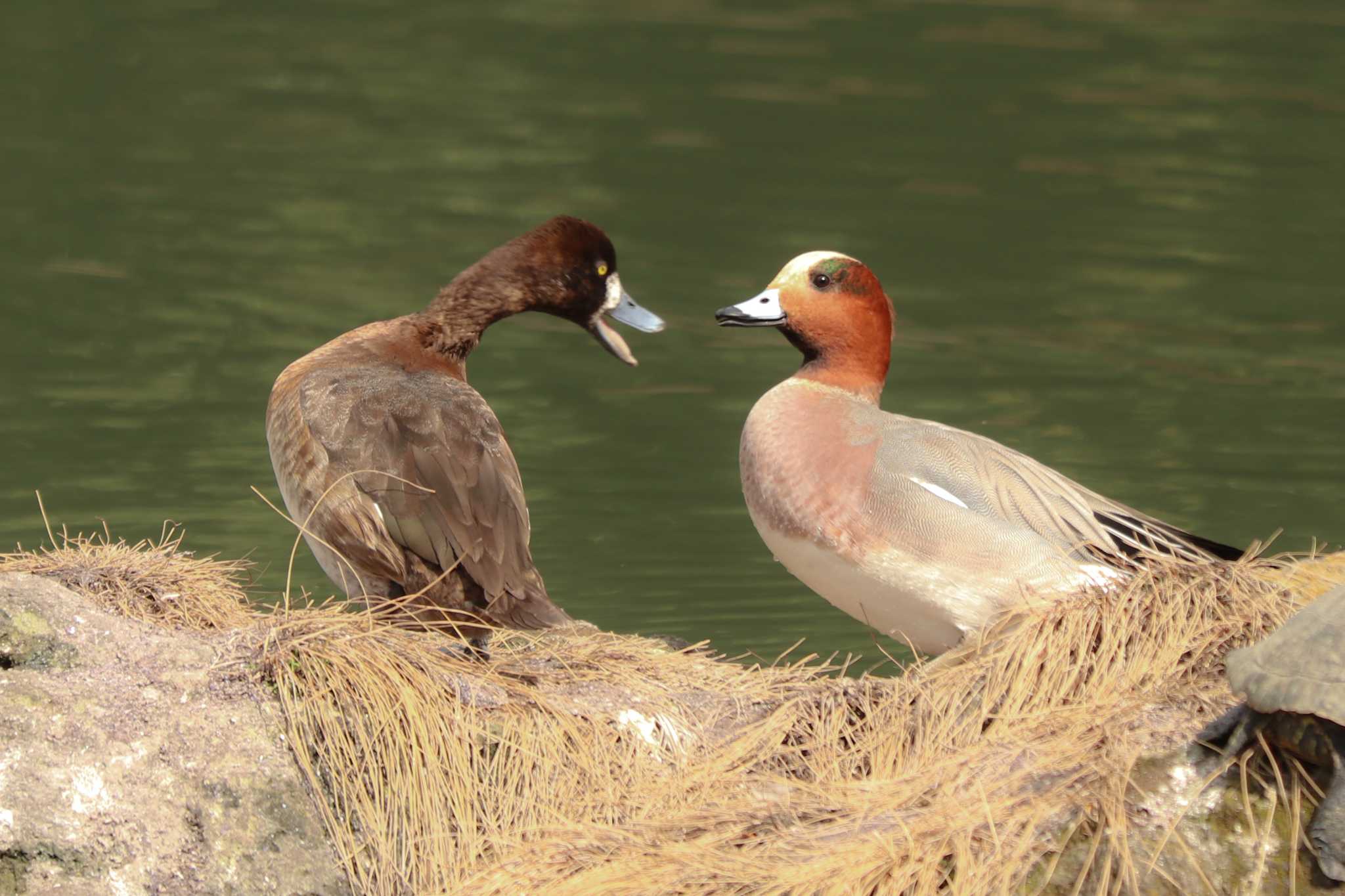 Eurasian Wigeon