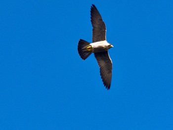 2020年2月18日(火) 武田の杜の野鳥観察記録