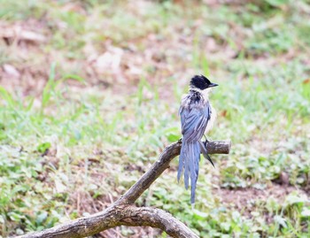 Sun, 8/9/2015 Birding report at Kasai Rinkai Park