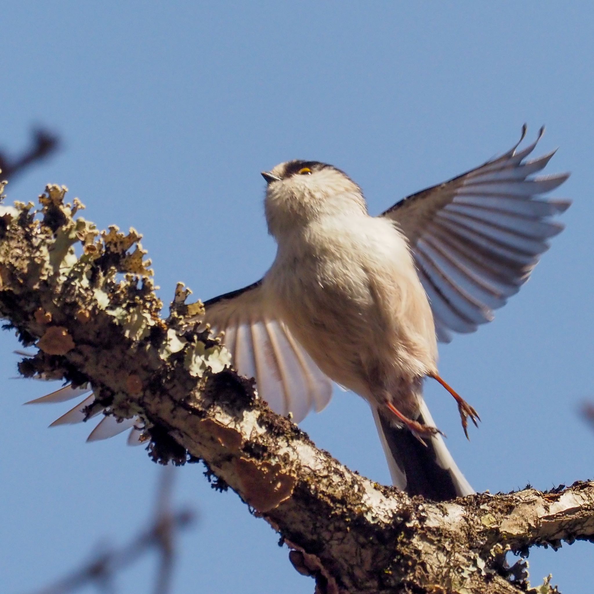 南アルプス邑野鳥公園 エナガの写真 by okamooo