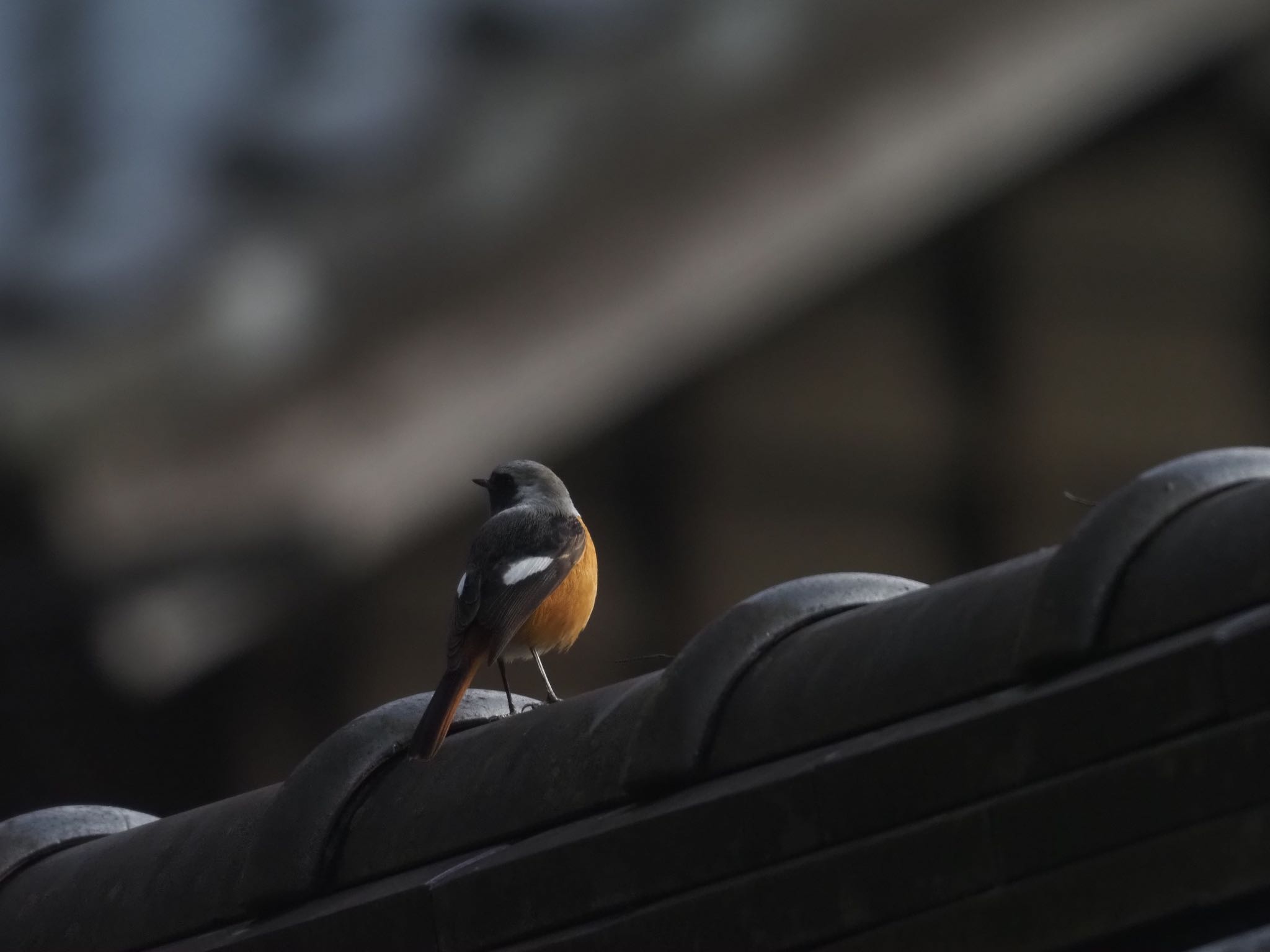 南アルプス邑野鳥公園 ジョウビタキの写真 by okamooo