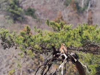 トビ 南アルプス邑野鳥公園 2020年2月19日(水)