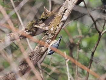 ゴジュウカラ 南アルプス邑野鳥公園 2020年2月19日(水)