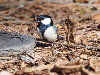 シジュウカラ 南アルプス邑野鳥公園 2020年2月19日(水)