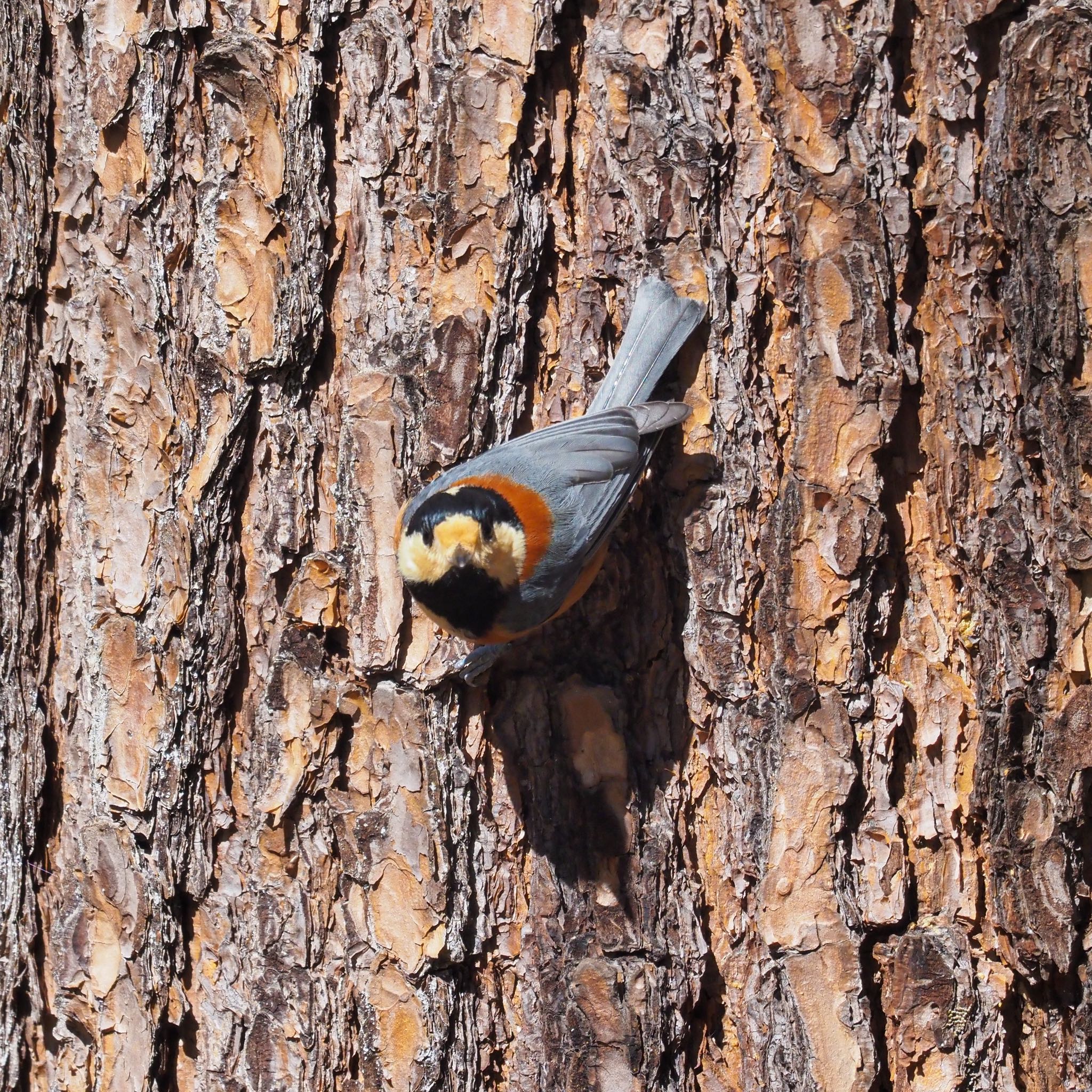 Photo of Varied Tit at 南アルプス邑野鳥公園 by okamooo