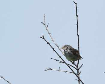 2015年8月2日(日) 北富士演習場の野鳥観察記録