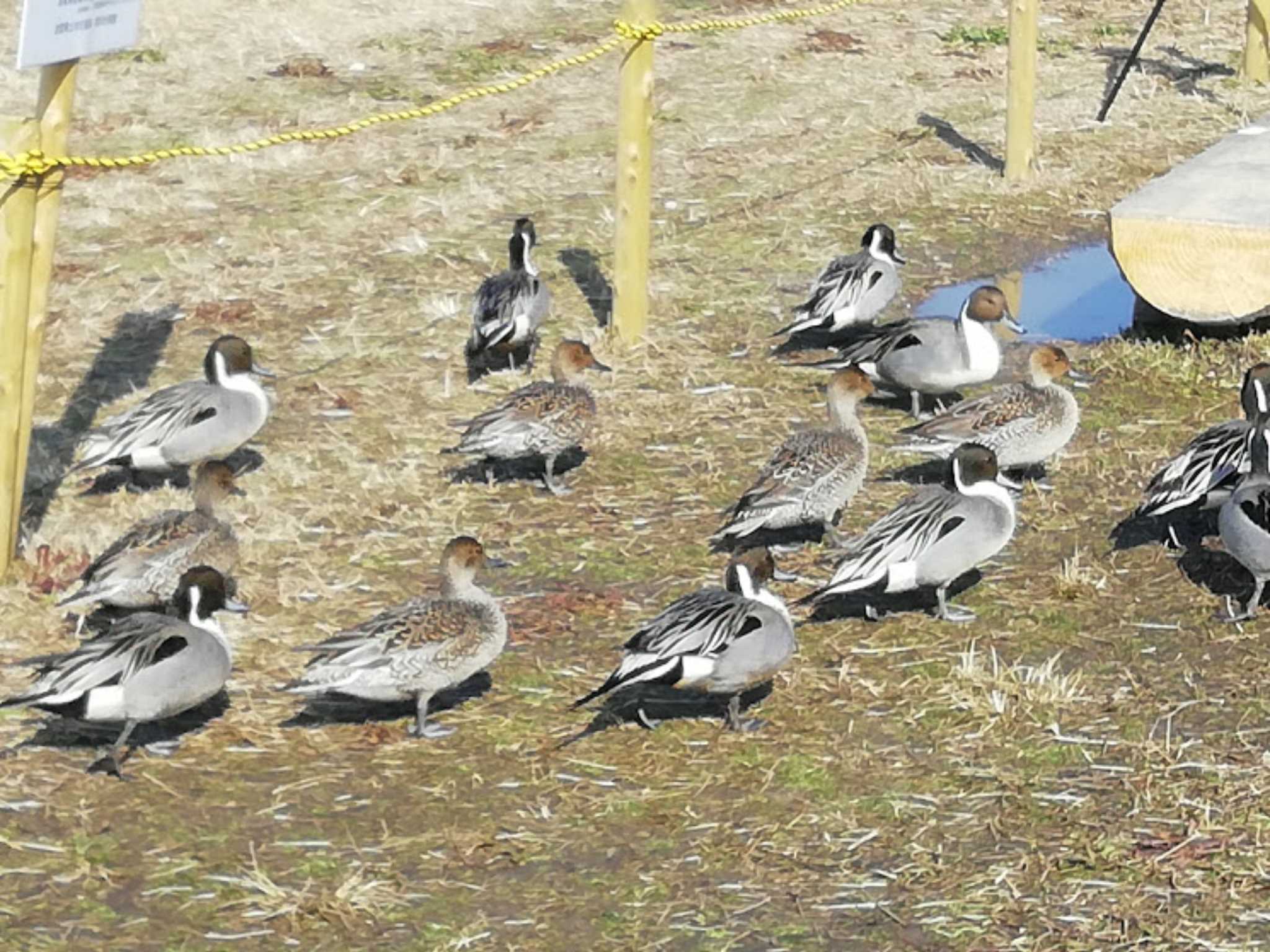 Northern Pintail