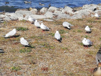 ユリカモメ 草津下物 2020年2月13日(木)