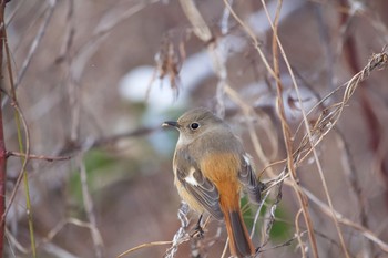 Daurian Redstart 長野県（中信） Tue, 2/18/2020