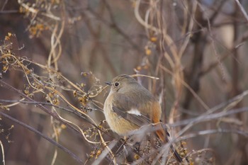 Daurian Redstart 長野県（中信） Tue, 2/18/2020