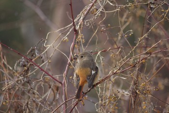 Daurian Redstart 長野県（中信） Tue, 2/18/2020