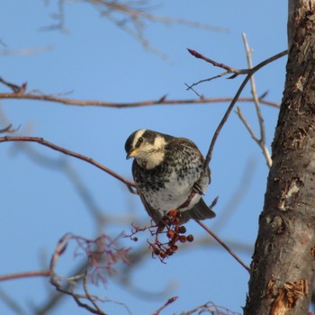 Dusky Thrush Makomanai Park Thu, 2/20/2020