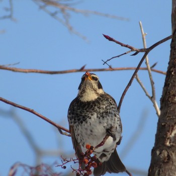 Dusky Thrush Makomanai Park Thu, 2/20/2020