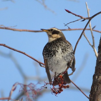 Dusky Thrush Makomanai Park Thu, 2/20/2020