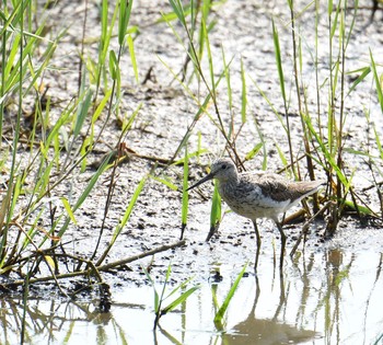 アオアシシギ 葛西臨海公園 2015年8月9日(日)