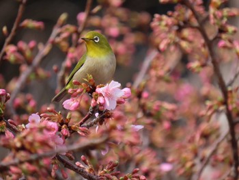 2020年2月20日(木) 印旛沼の野鳥観察記録