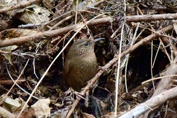 Eurasian Wren Hayatogawa Forest Road Sat, 2/15/2020