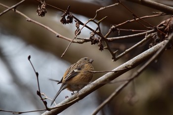 Siberian Long-tailed Rosefinch Hayatogawa Forest Road Sat, 2/15/2020