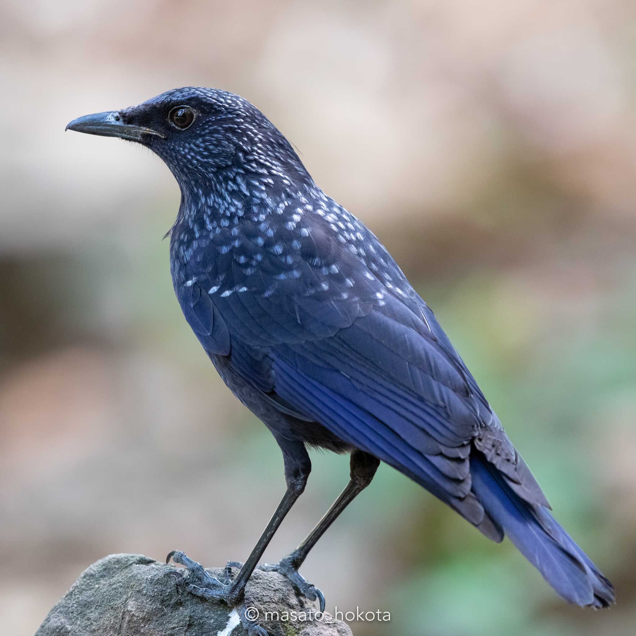 Blue Whistling Thrush