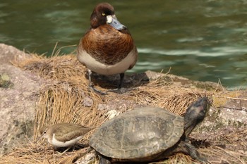 ハマシギ 旧芝離宮恩賜庭園 2020年2月18日(火)