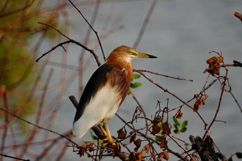 2020年2月11日(火) タイ中部の野鳥観察記録