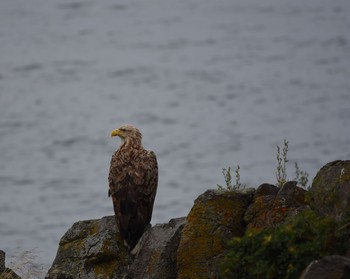 2015年8月17日(月) プユニ岬の野鳥観察記録