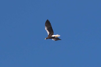 2020年2月20日(木) 阿寒国際ツルセンターの野鳥観察記録