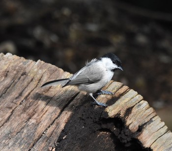 ハシブトガラ 円山公園 2015年8月20日(木)