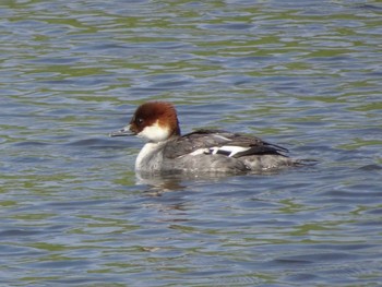 2020年2月19日(水) 新横浜公園の野鳥観察記録