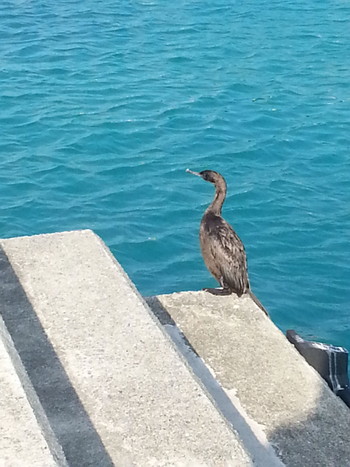 Pelagic Cormorant Unknown Spots Sun, 1/11/2015