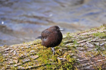 カワガラス 大分県 2020年1月4日(土)