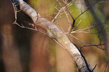 2020年1月4日(土) 大分県の野鳥観察記録