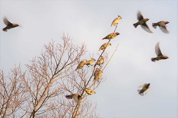 2020年2月20日(木) 昆陽池の野鳥観察記録