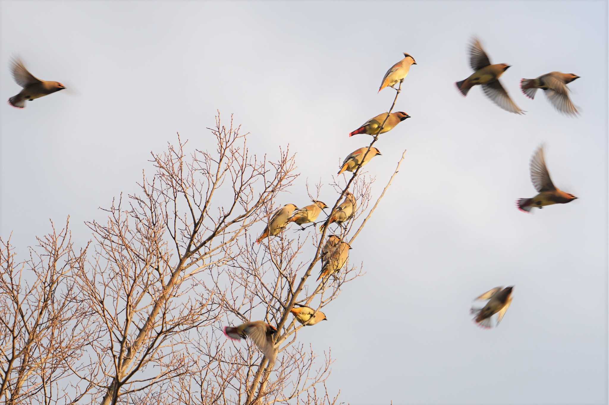 Japanese Waxwing