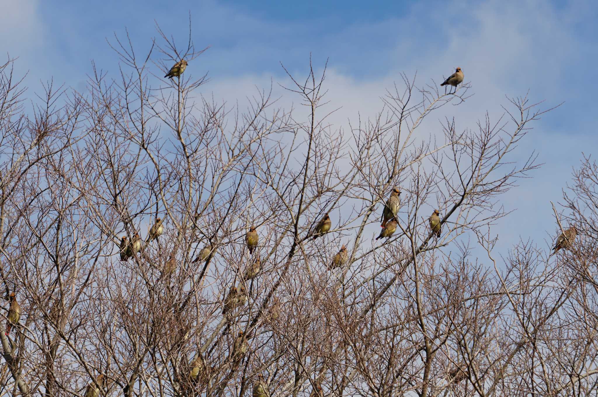 Japanese Waxwing