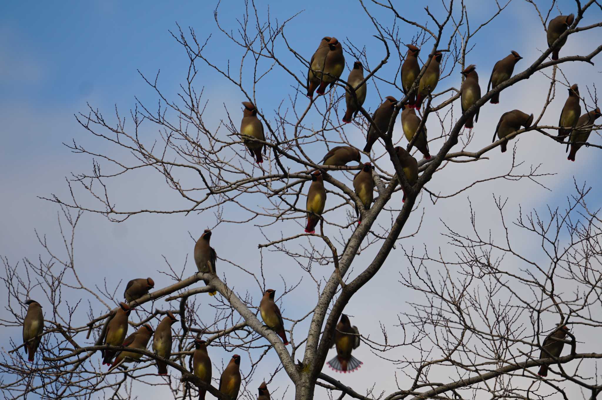 Photo of Japanese Waxwing at 昆陽池 by マル