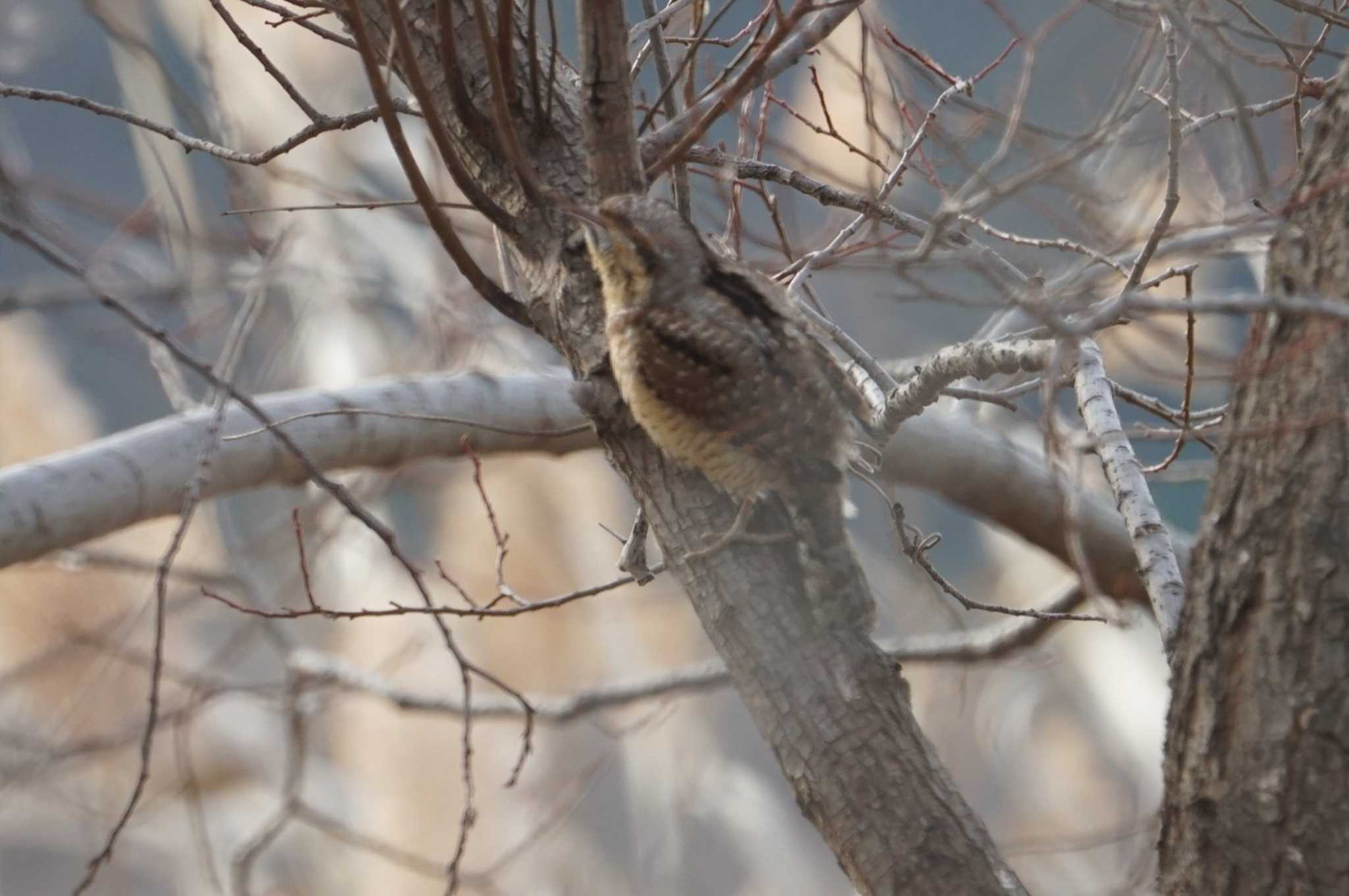 Eurasian Wryneck