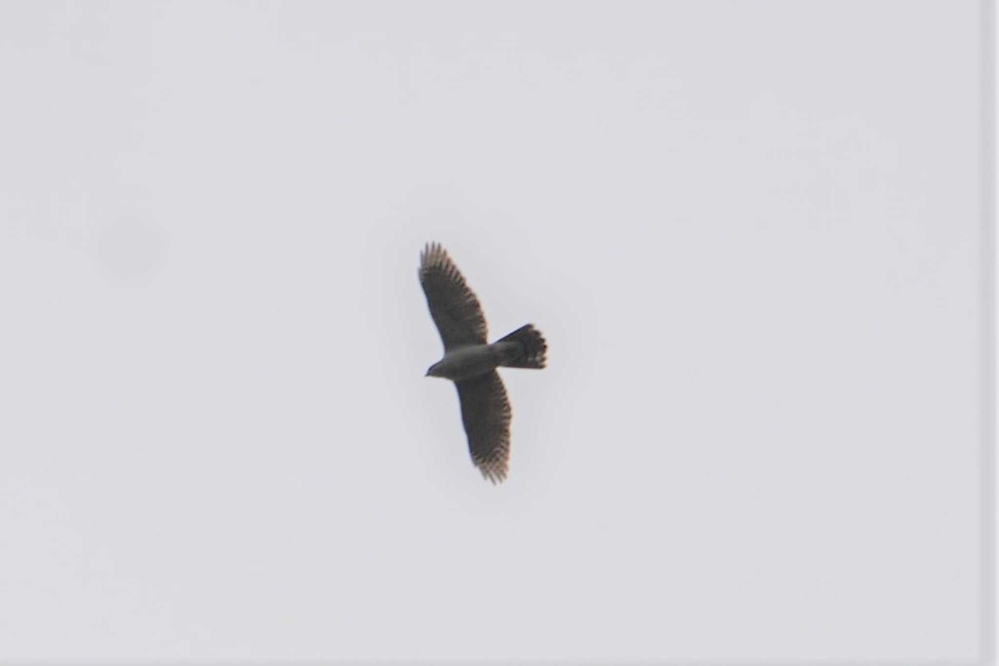 Eurasian Goshawk