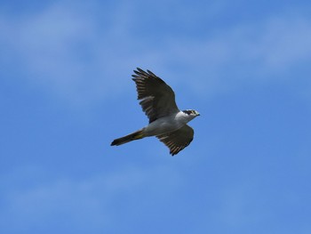 2015年9月21日(月) 水元公園の野鳥観察記録