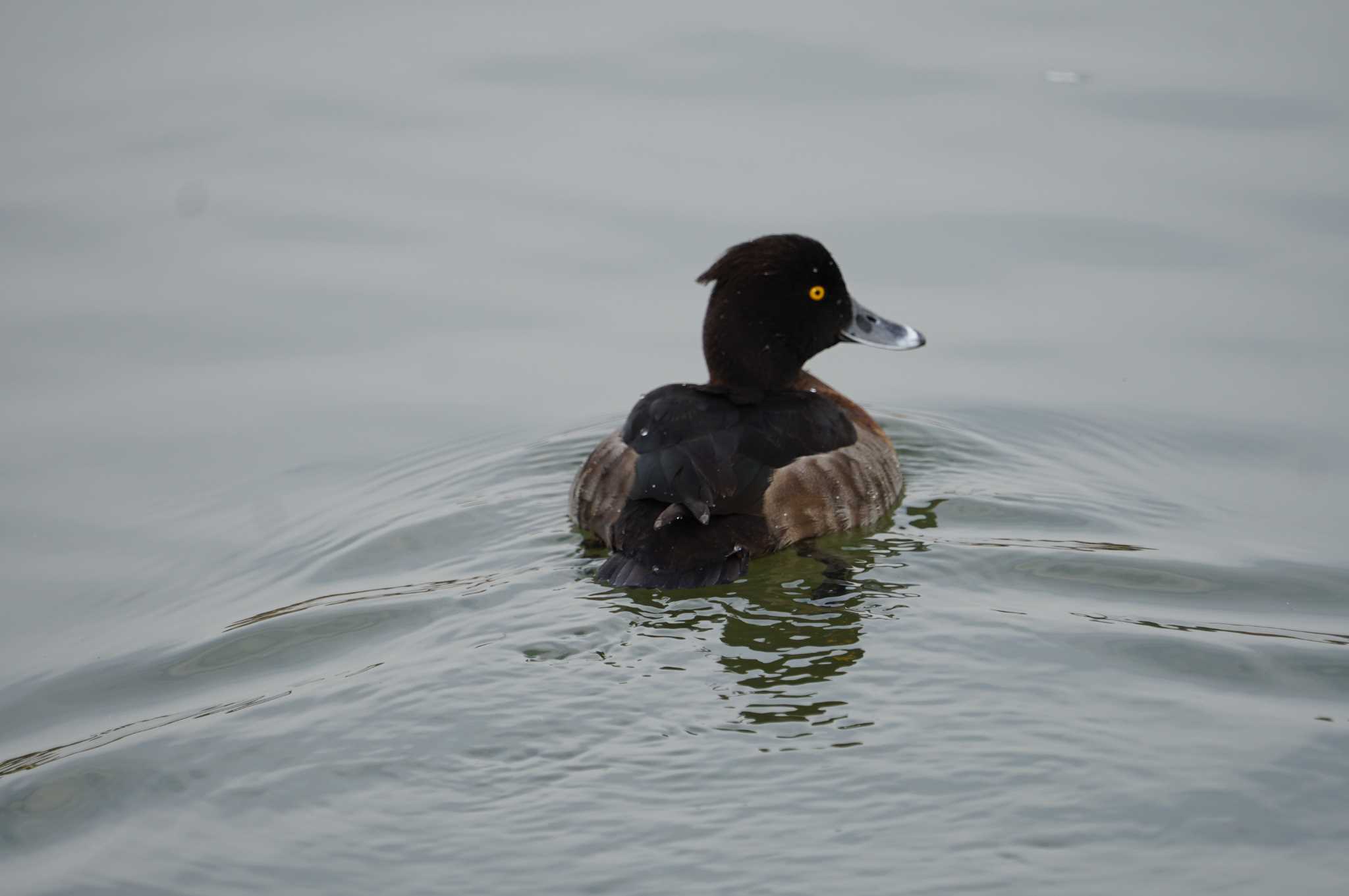 Photo of Tufted Duck at 昆陽池 by マル