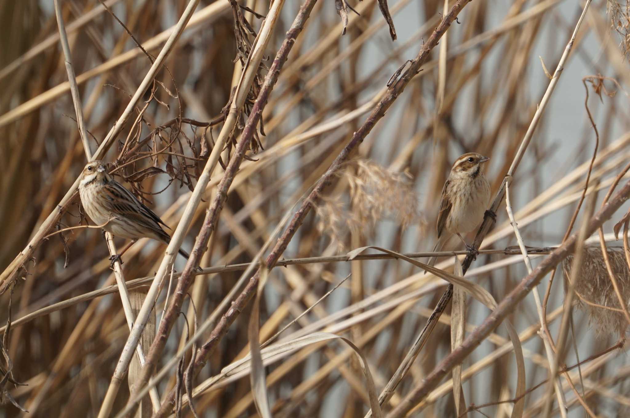 Common Reed Bunting