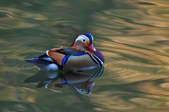 2020年1月11日(土) 京都市の野鳥観察記録