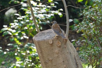 Pale Thrush 猪名川公園 Wed, 2/19/2020