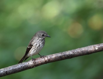 エゾビタキ 権現山(弘法山公園) 2015年9月22日(火)