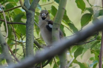 Hawfinch 猪名川公園 Wed, 2/19/2020