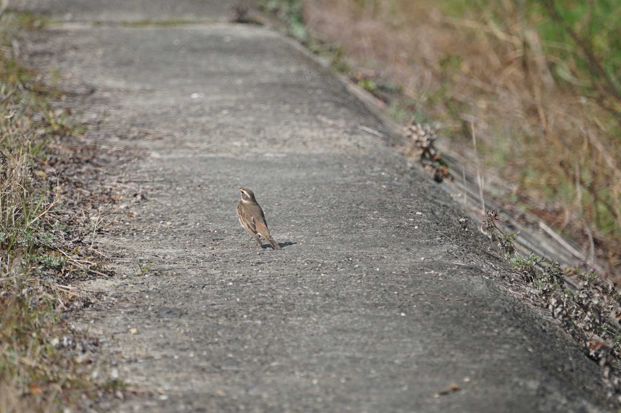 Photo of Dusky Thrush at 猪名川公園 by マル