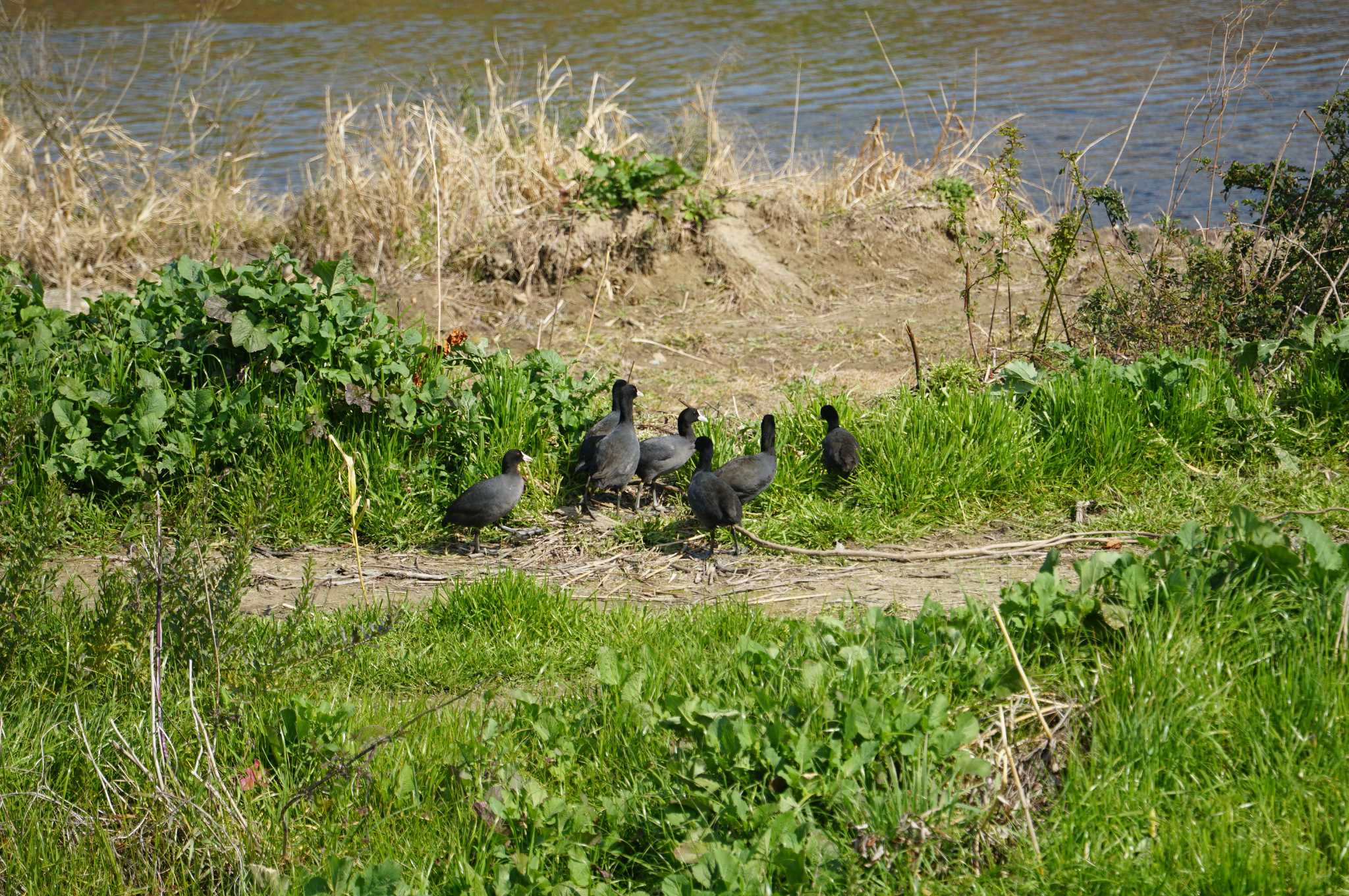 Photo of Eurasian Coot at 猪名川公園 by マル